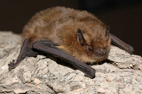 Mückenfledermaus (Pipistrellus pygmaeus)
